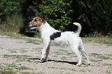 PARSON RUSSEL TERRIER 082